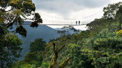 Nyungwe Forest National Park
