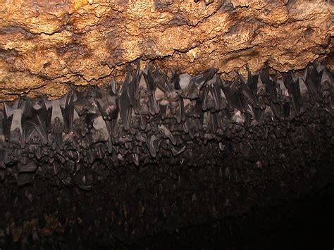 Bat Cave