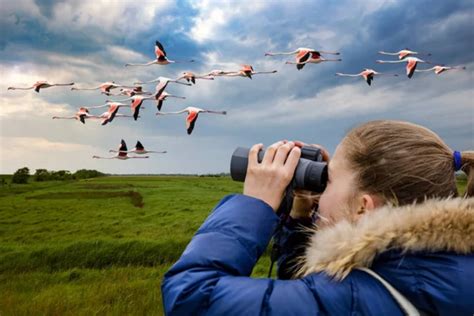 Bird Watching