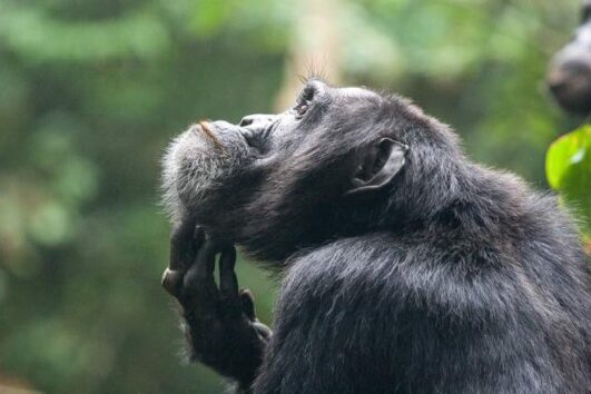 3-DAY CHIMPANZEE AND GORILLA TREKKING EXPERIENCE