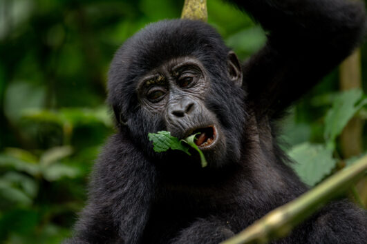 3-DAY RWANDA GORILLAS AND GOLDEN MONKEYS SAFARI