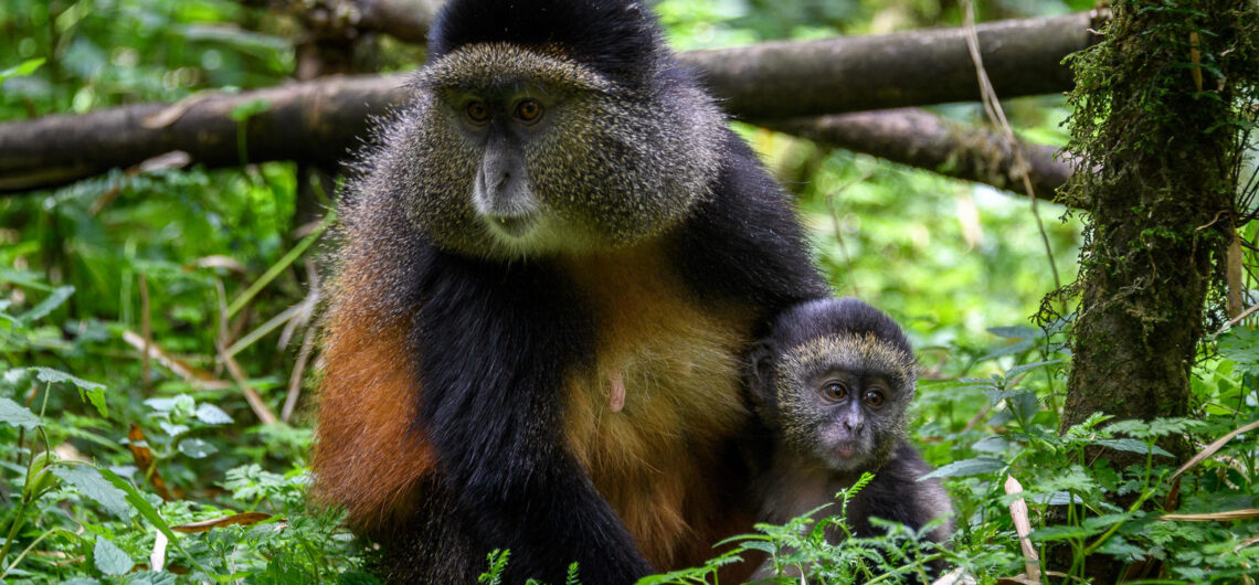 Golden monkeys of Rwanda - Amakula African safaris