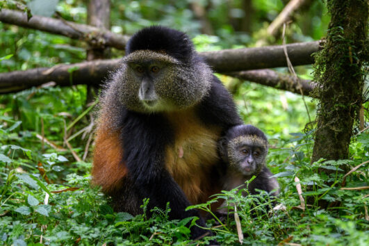 Golden monkeys of Rwanda - Amakula African safaris