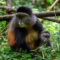 Golden monkeys of Rwanda - Amakula African safaris