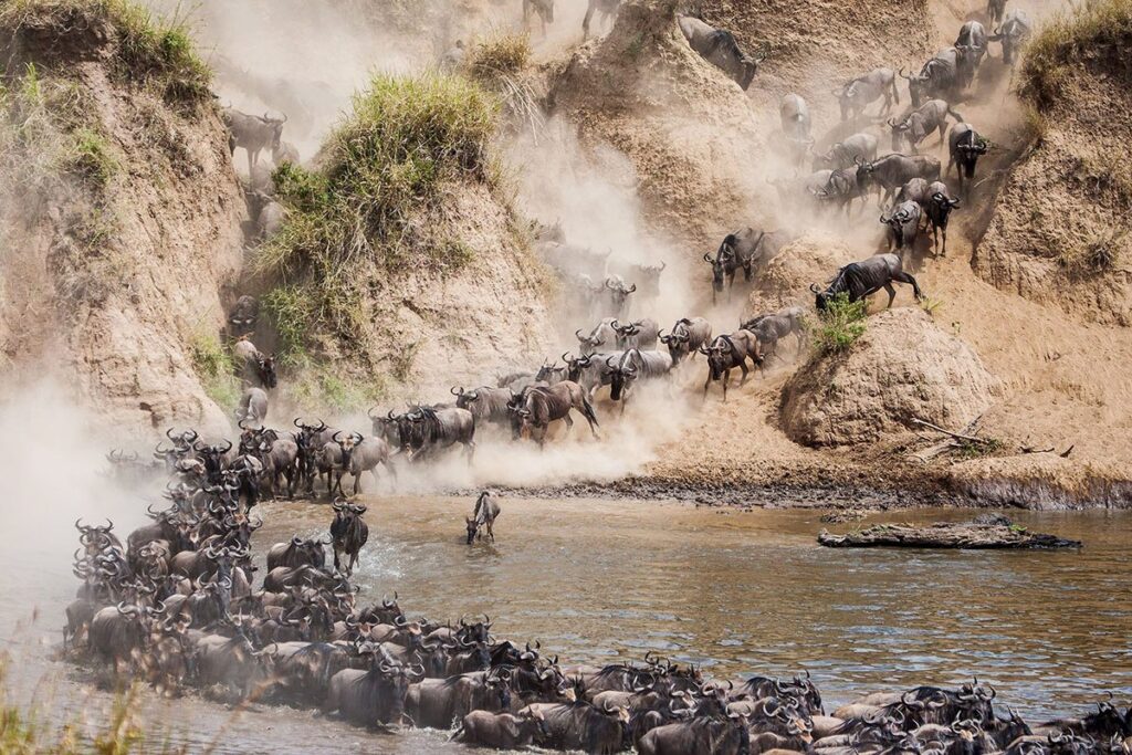 The great wildebeest migration in Kenya, a raw display of nature's power that draws travelers from everywhere