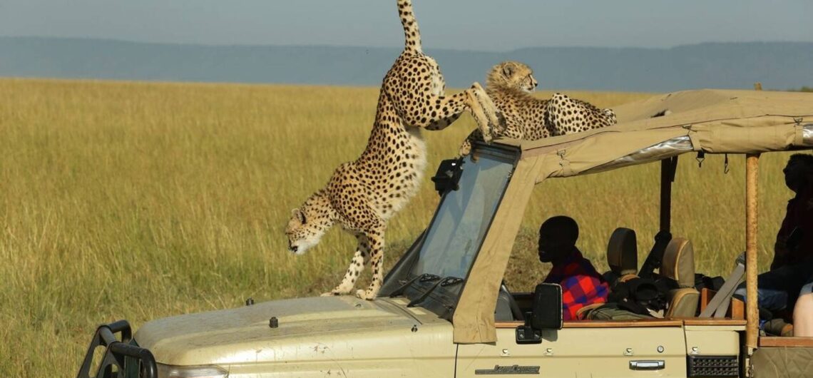 Masai Mara Game drive - Amakula African Safaris