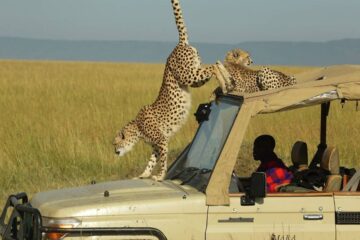 Masai Mara Game drive - Amakula African Safaris