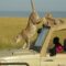 Masai Mara Game drive - Amakula African Safaris