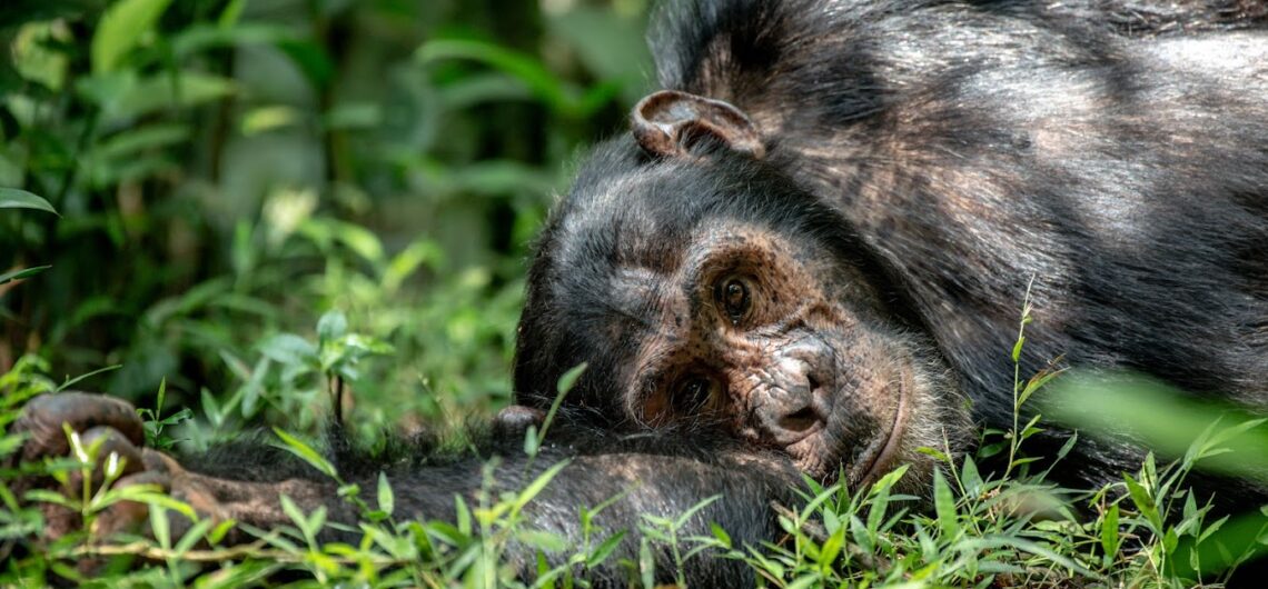 Chimpanzee tracking in Kibale