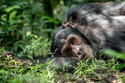 Chimpanzee tracking in Kibale