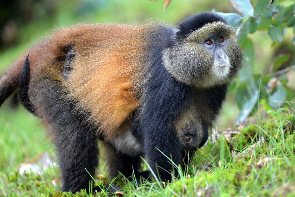 Golden Monkey trekking