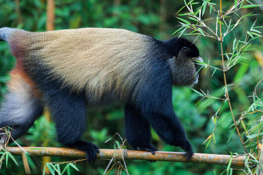 Golden monkeys trekking