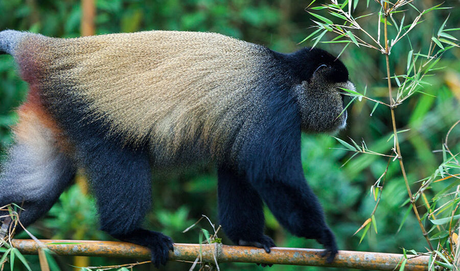 Golden monkeys trekking