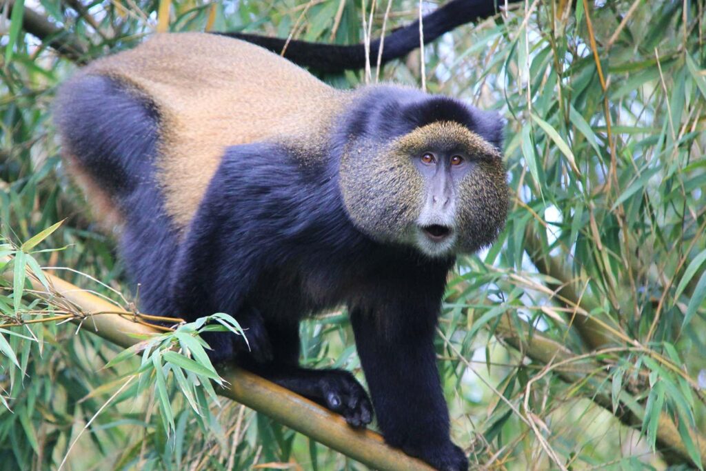Golden Monkey trekking