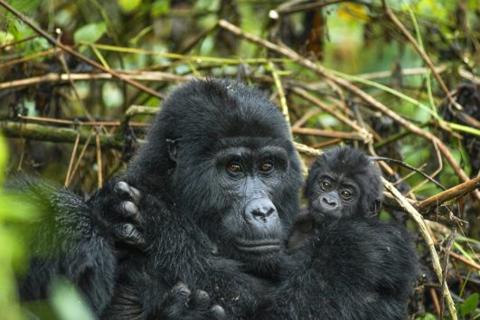 3 Days Uganda Gorilla Trekking & Wildlife Experience