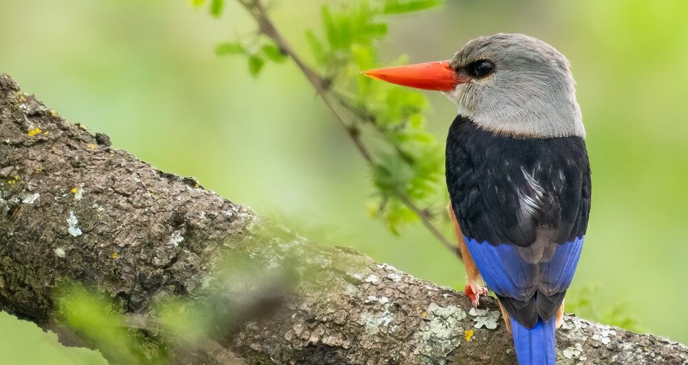Birds in Queen Elizabeth national Park