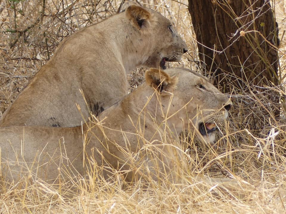 Lions at Kidepo