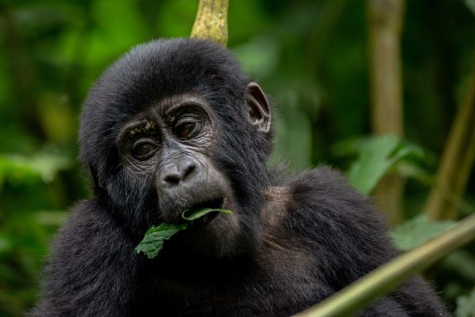 Gorilla In Bwindi Impenetrable UgandaForest National Park