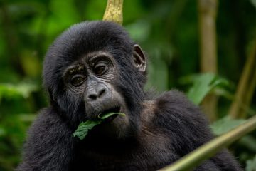 Gorilla In Bwindi Impenetrable UgandaForest National Park