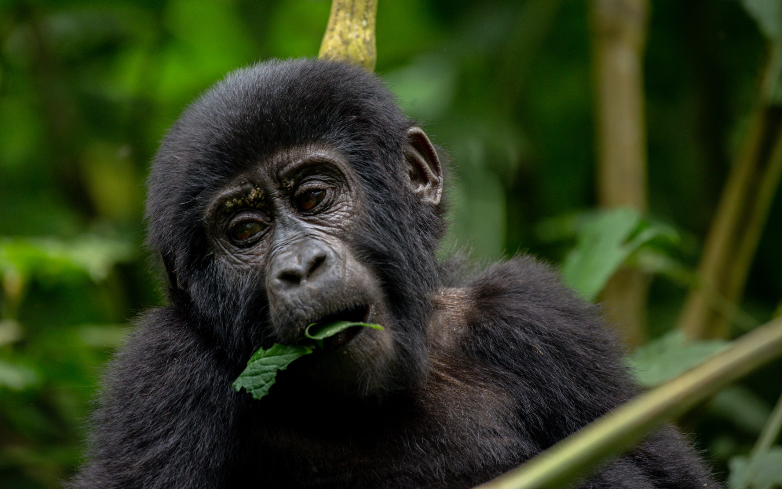 Gorilla In Bwindi Impenetrable UgandaForest National Park