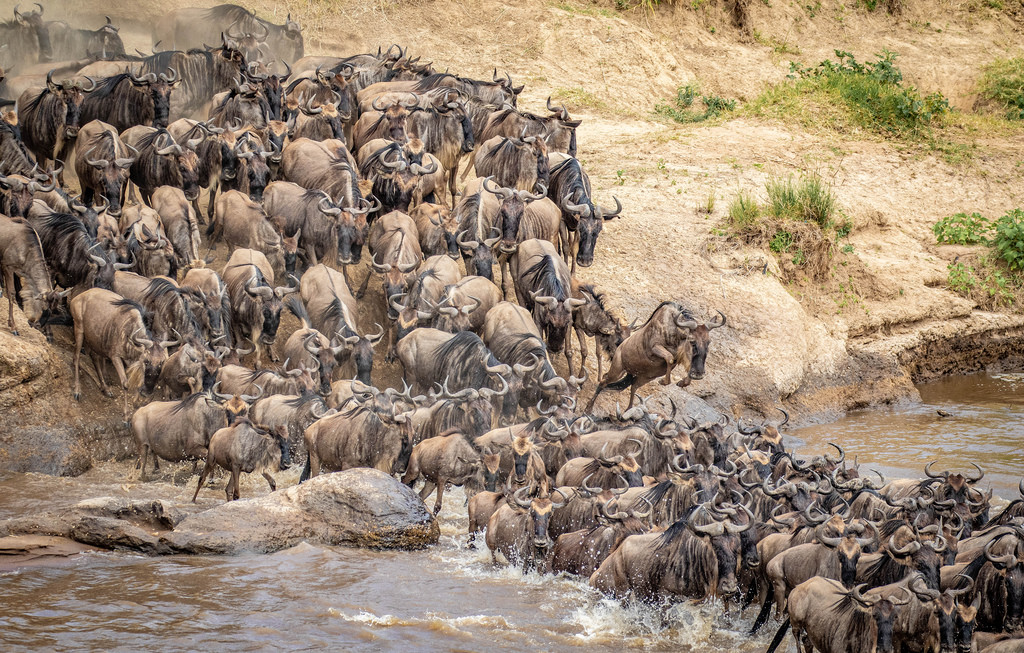 Great migration In Kenya