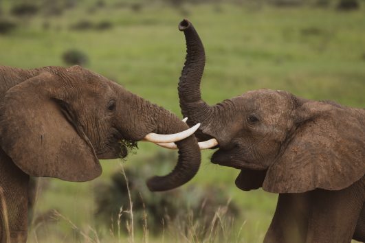 9 Days Best Of Uganda And Rwanda Gorillas With Wildlife safari