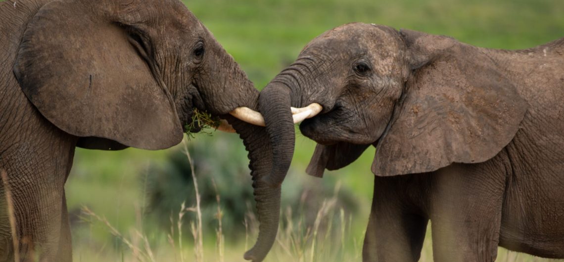Elephants at