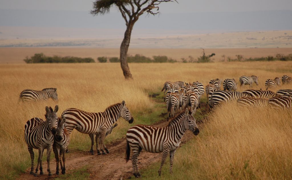 Zebras at kidepo