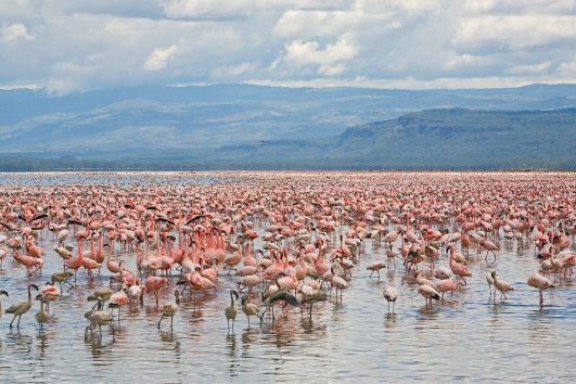 14 days Kenya & Uganda wildlife and Gorilla tracking safari