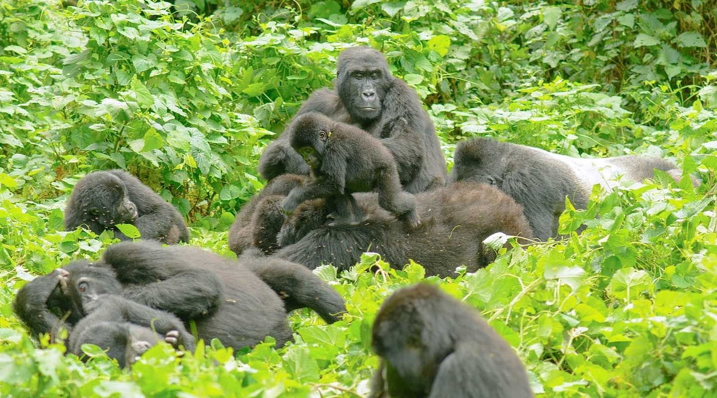 What Are the Best Months for Wildlife Viewing in Uganda? | Best Time for Uganda Safaris