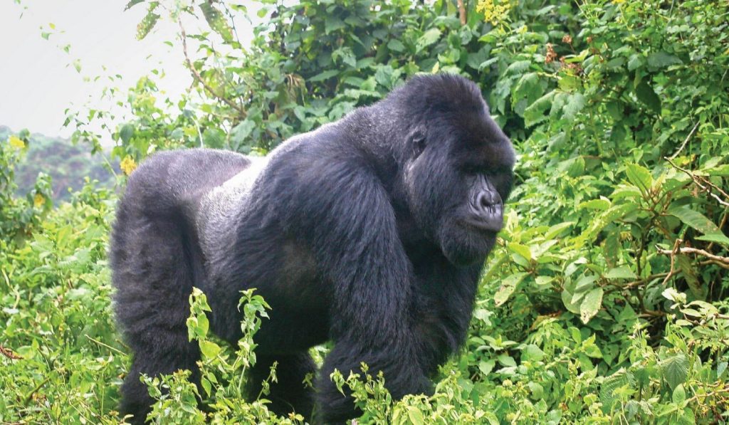 Uganda Safaris: Explore Wildlife, Gorilla Trekking & Cultural Experiences