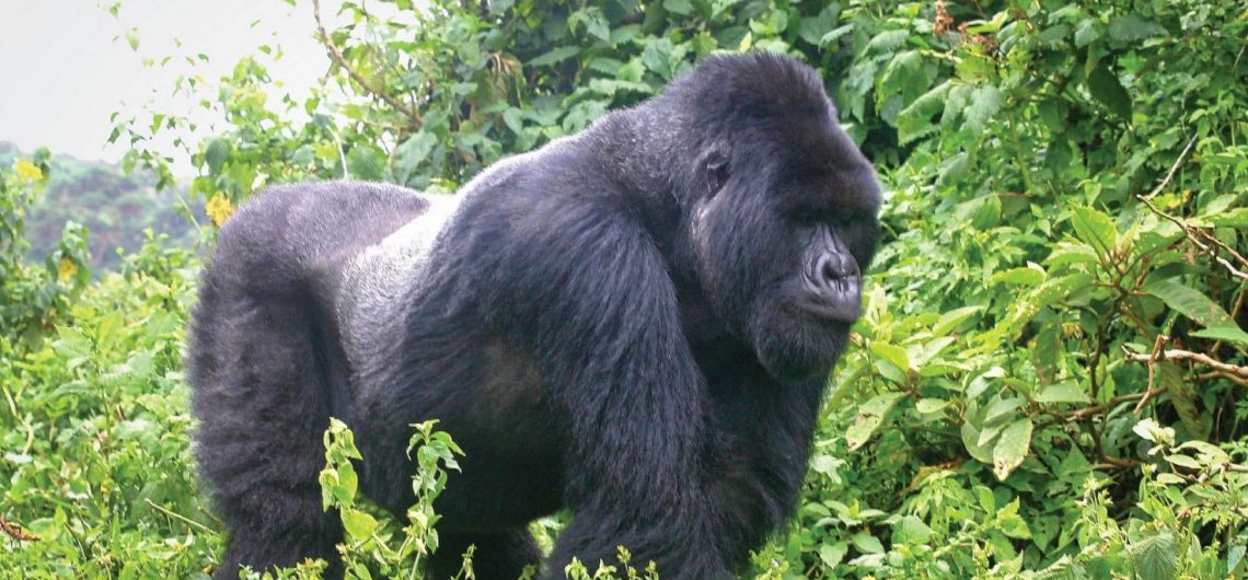 Uganda Safaris: Explore Wildlife, Gorilla Trekking & Cultural Experiences