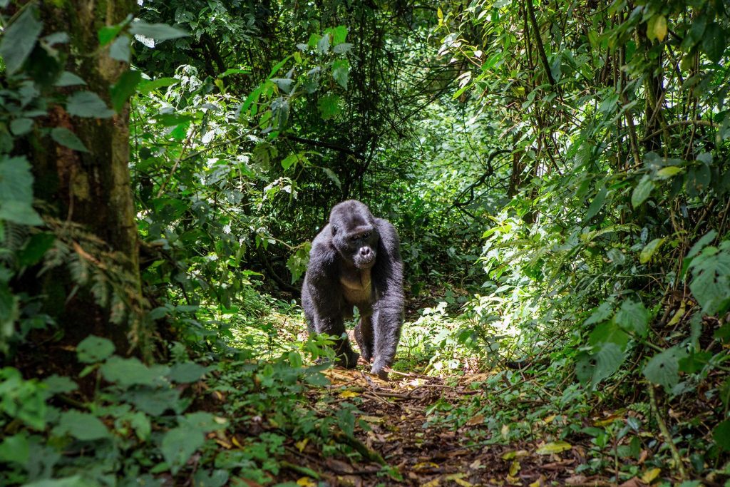 Is Fort Portal Close to National Parks? Your Complete Guide to Uganda’s Safari Gateway