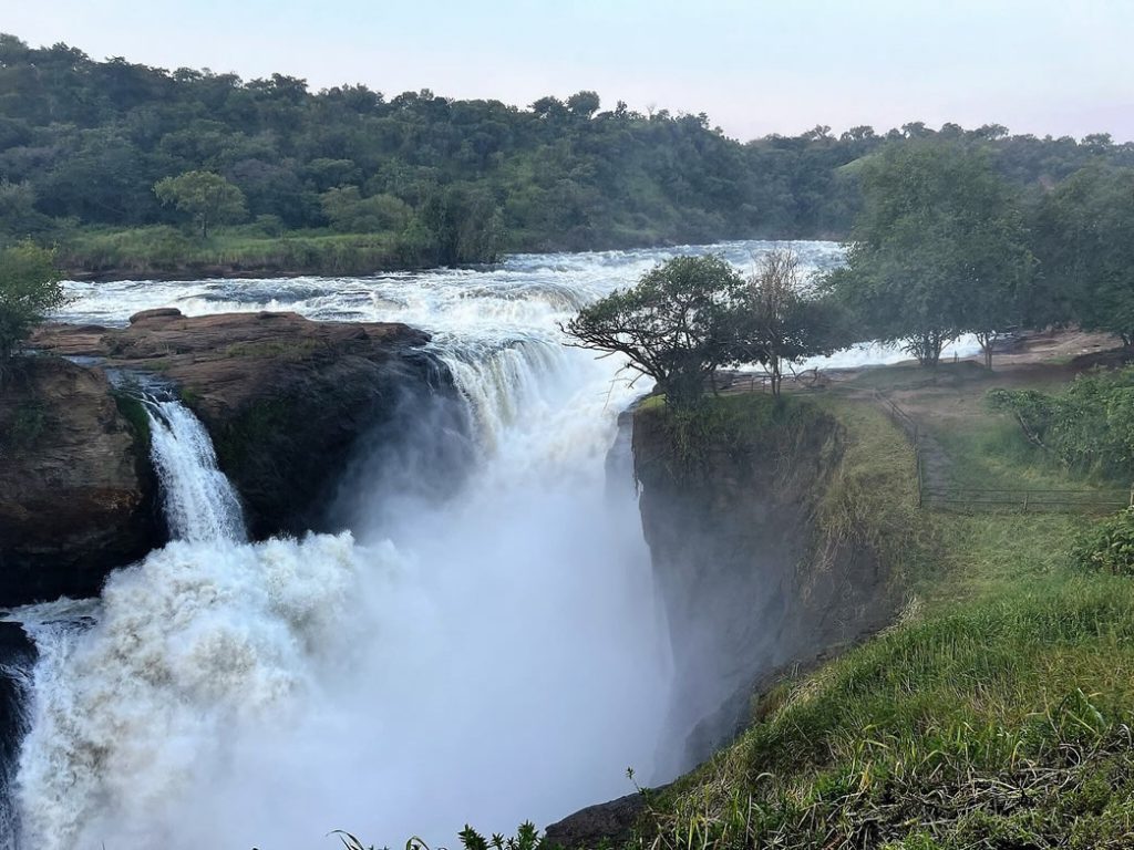 What Are the Chances of Seeing a Predator Kill on Safari? | Uganda Wildlife Safaris