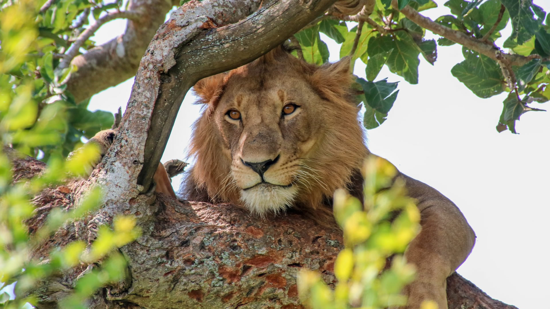 Game Drive In Queen Elizabeth