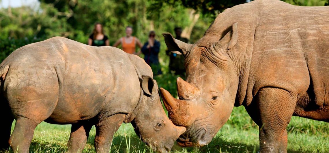 Rhinos At Ziwa Rhino Sanctuary