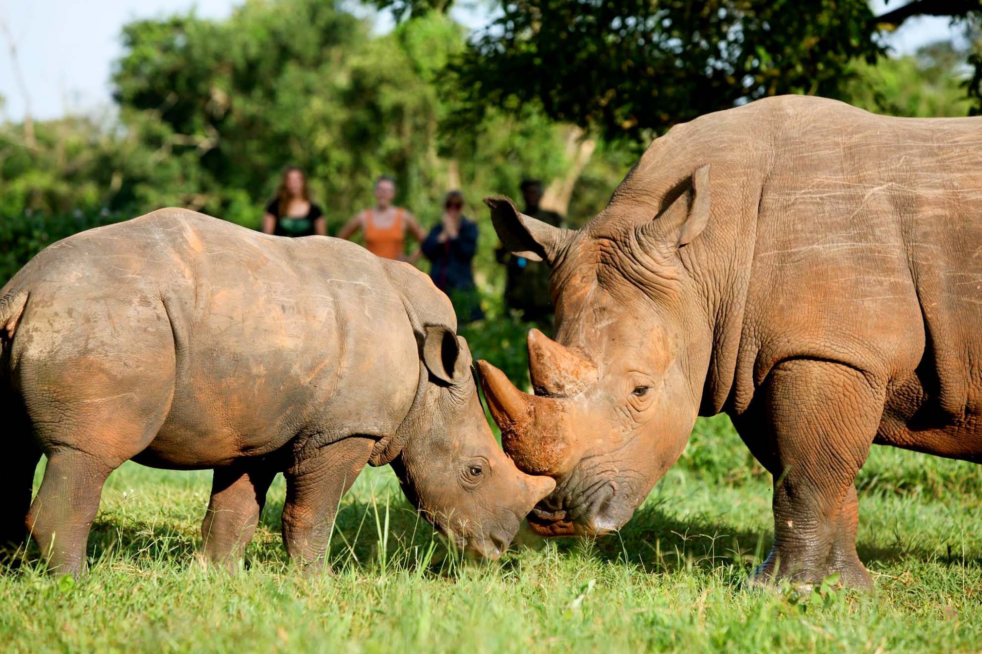 Rhinos At Ziwa Rhino Sanctuary