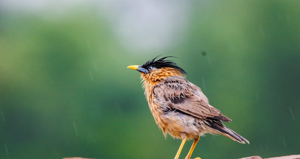 Is Birding Good During Rainy Seasons?