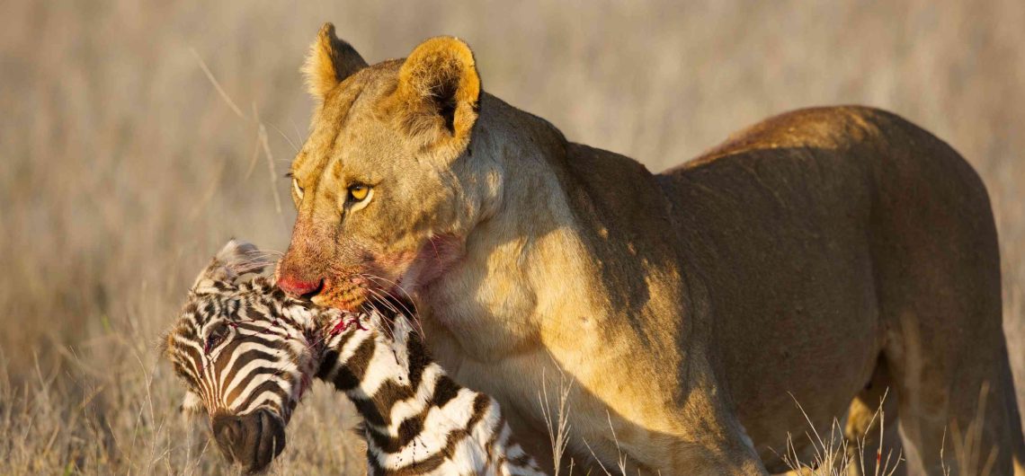 What Are the Chances of Seeing a Predator Kill?