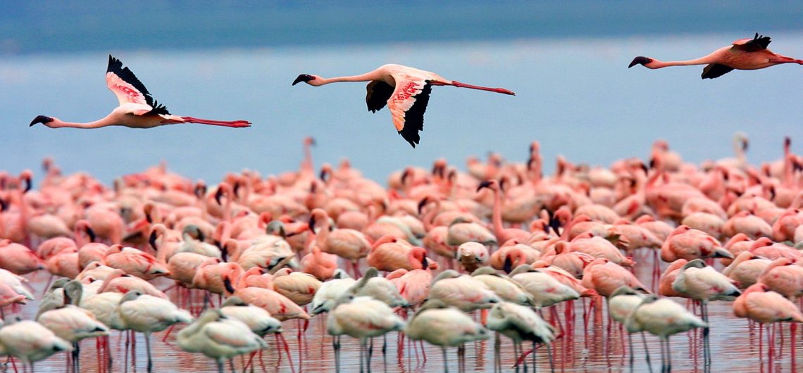 Is Lake Nakuru Good for Birding?