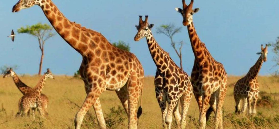 Giraffes in Murchison Falls National Park