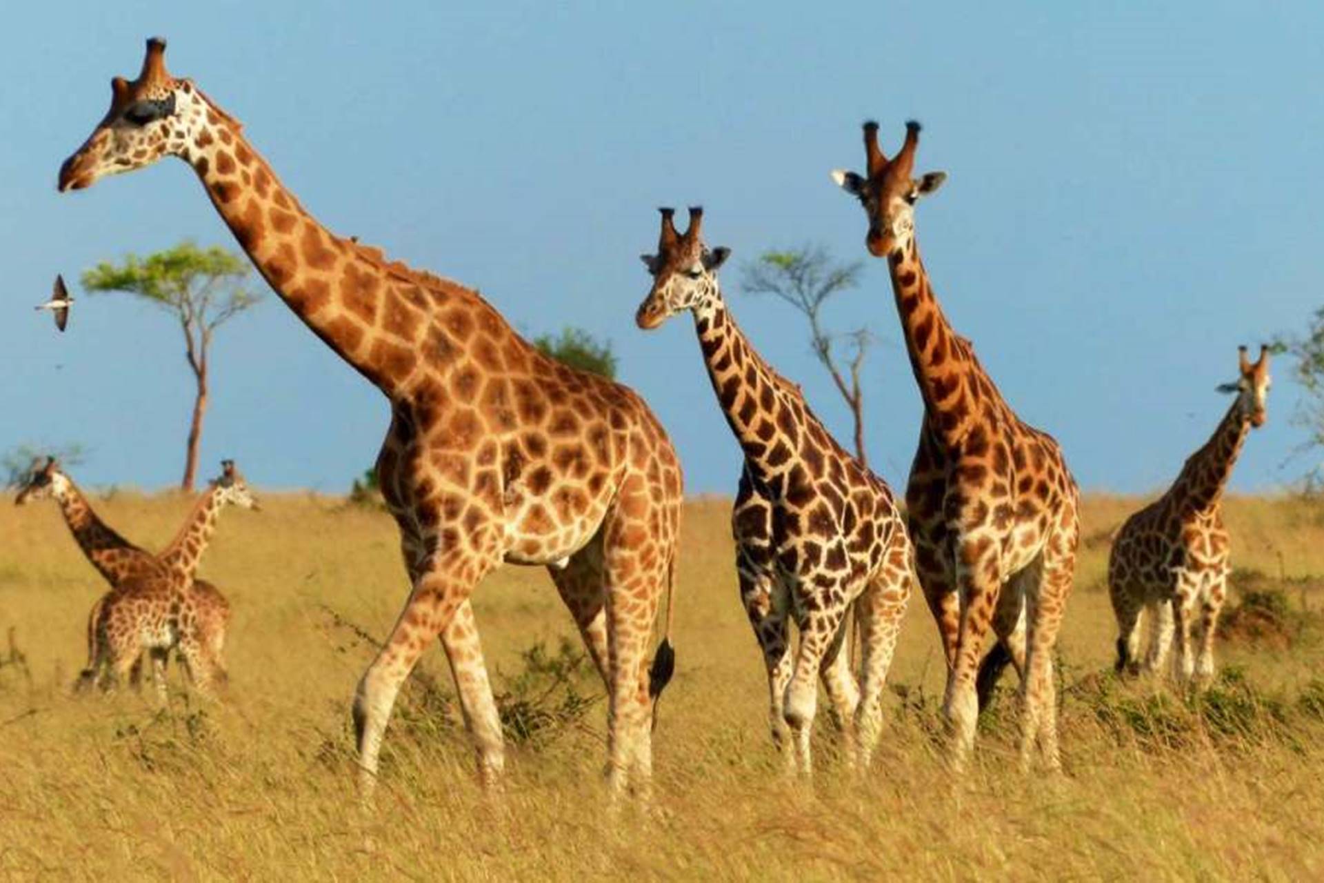 Giraffes in Queen Elizabeth national park