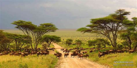 East African Safari
