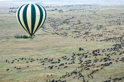 See migration herds from a hot air balloon