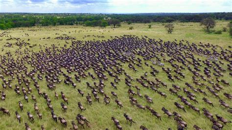 Great migration