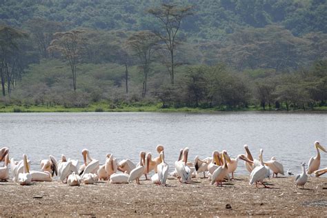 Birding in Lake Nakuru National Park