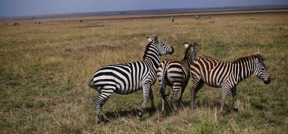 Is It Safe to Go on Safari in Kenya and Tanzania?
