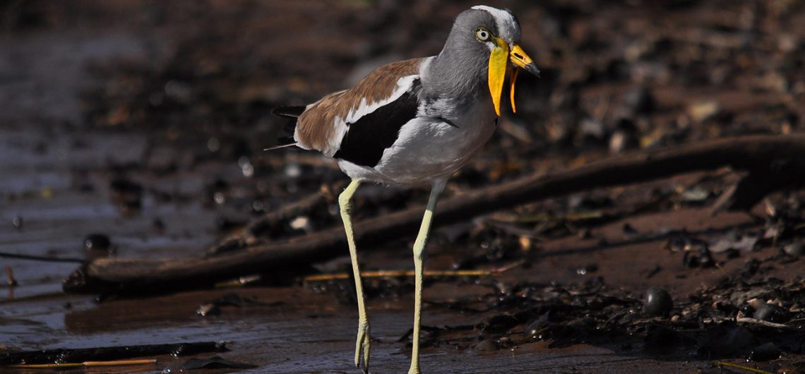 Birds In Murchison Falls National Park
