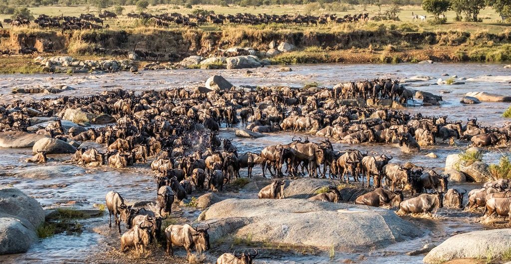 Is the Great Migration Dangerous to Watch Up Close?