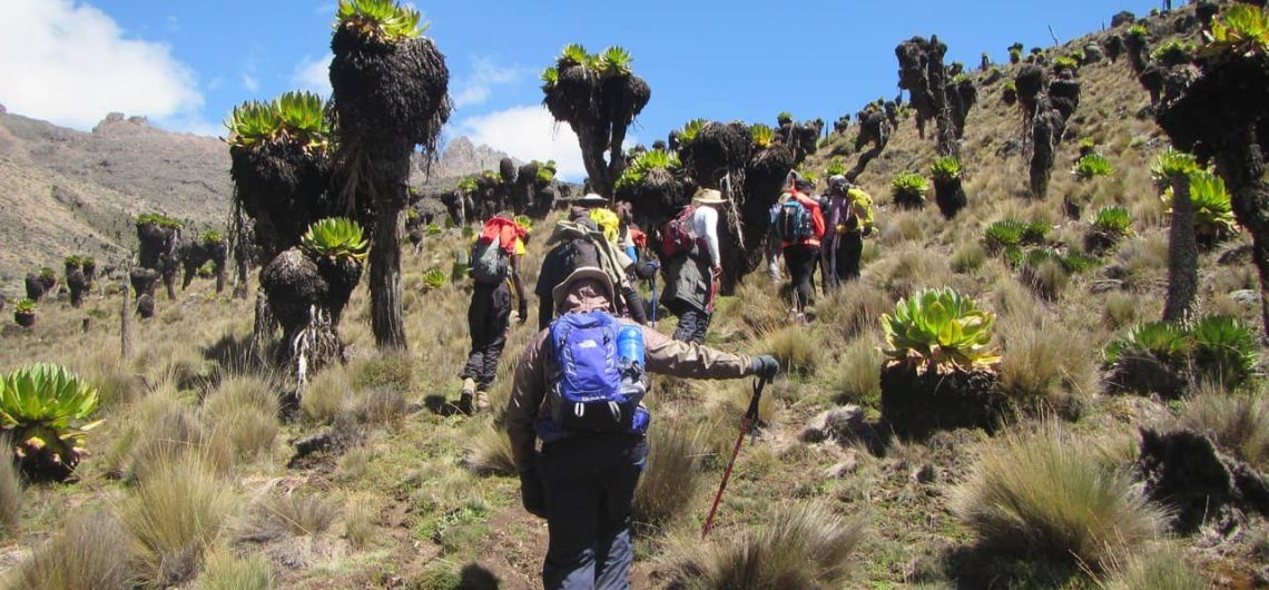 Is Hiking Safe in Wildlife Parks?